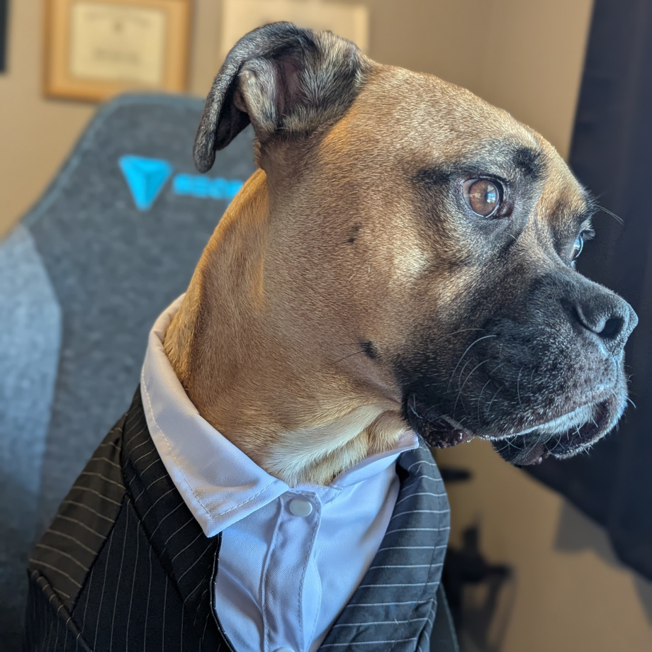 Business dog